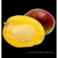 HOT-SELLING Products!High Quality Africa mango seed Extract